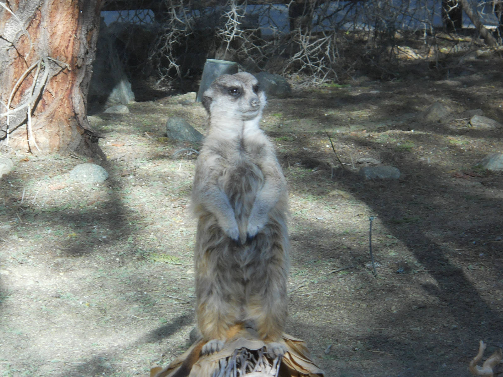 Meerkat enjoying new Living Desert meerkat exhibit