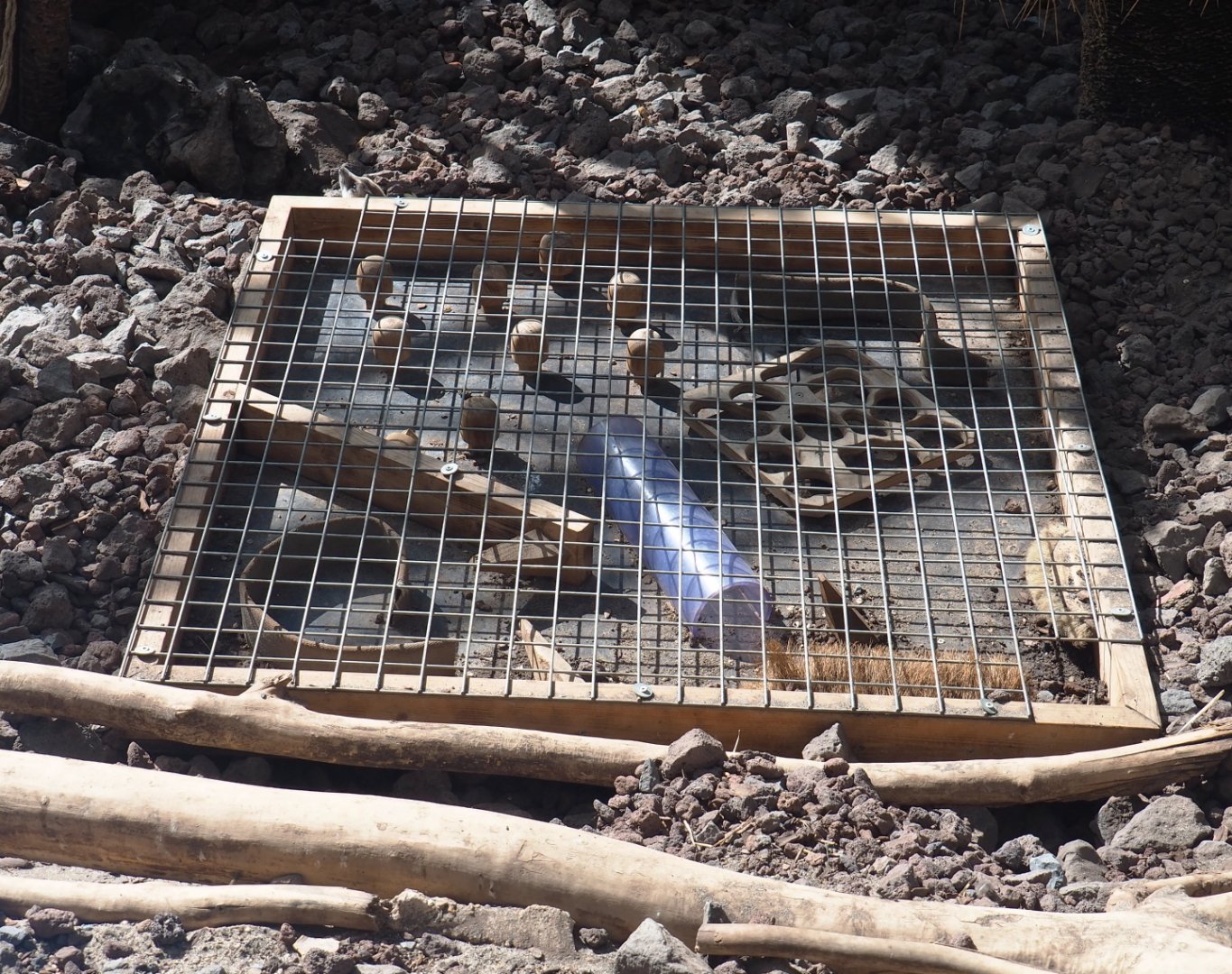 Meerkat enrichment box, 2021-09-03