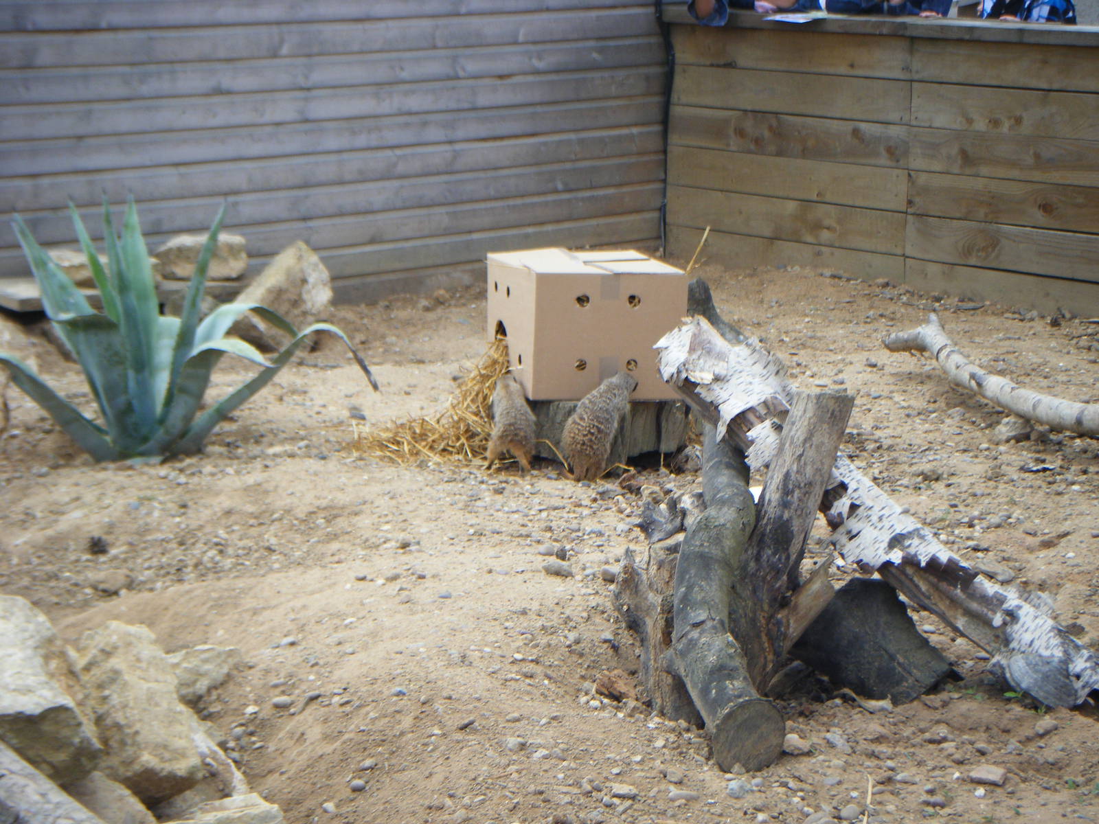 Meerkat enrichment