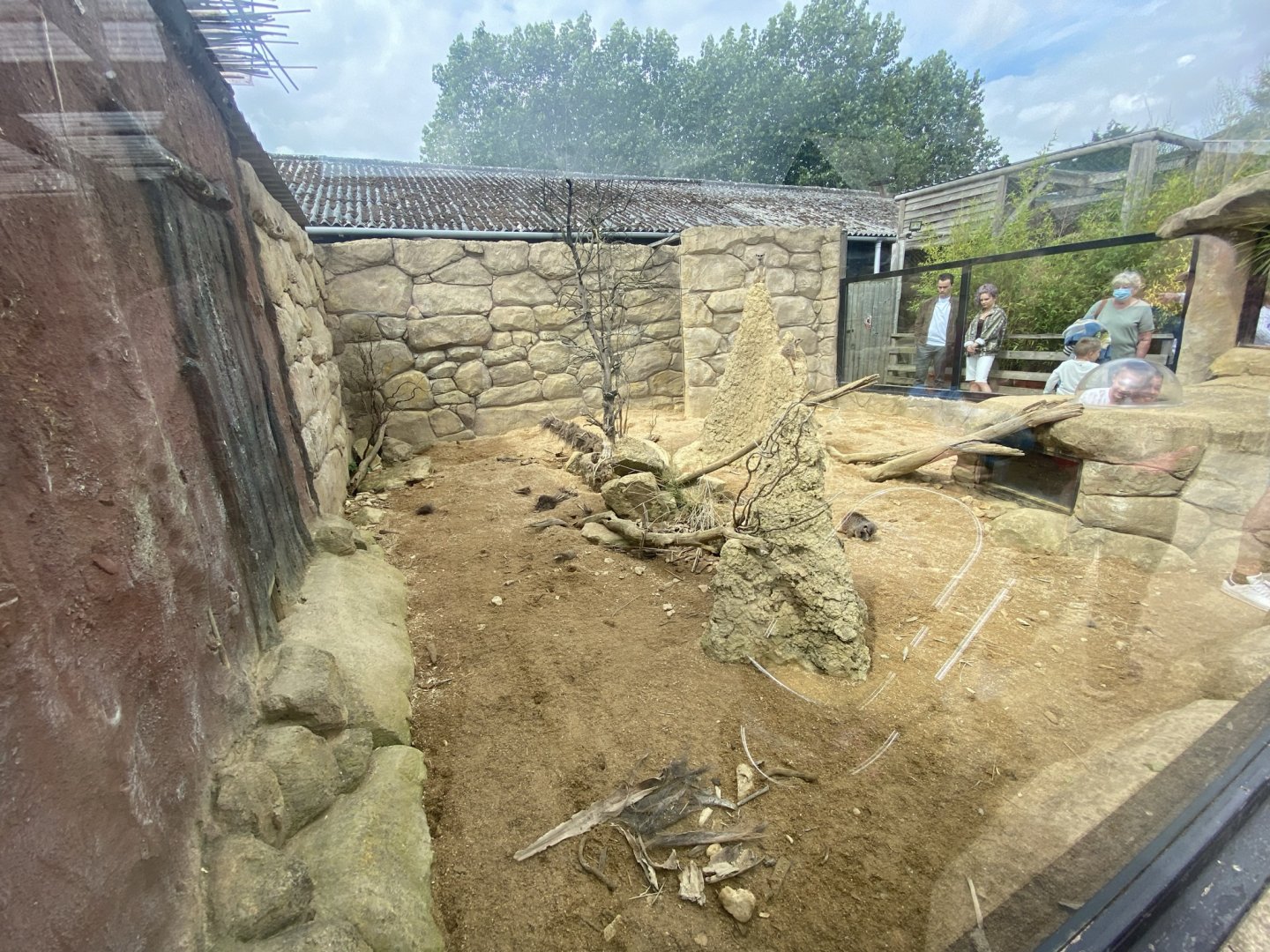 Meerkat exhibit 020821