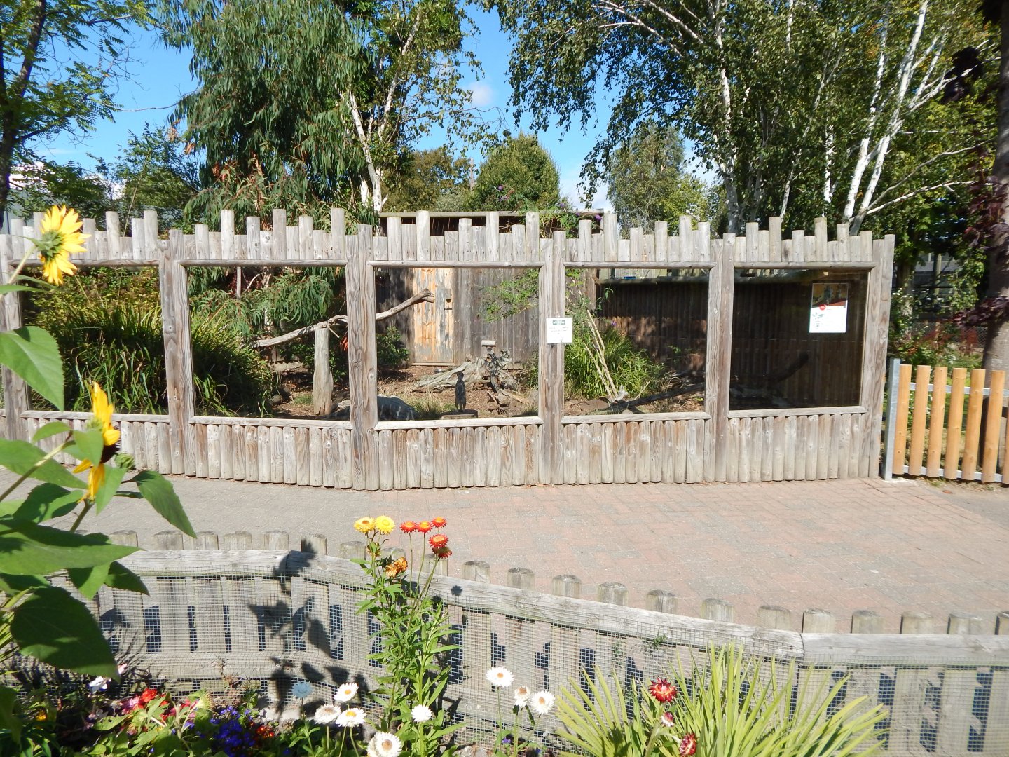 Meerkat exhibit 030924