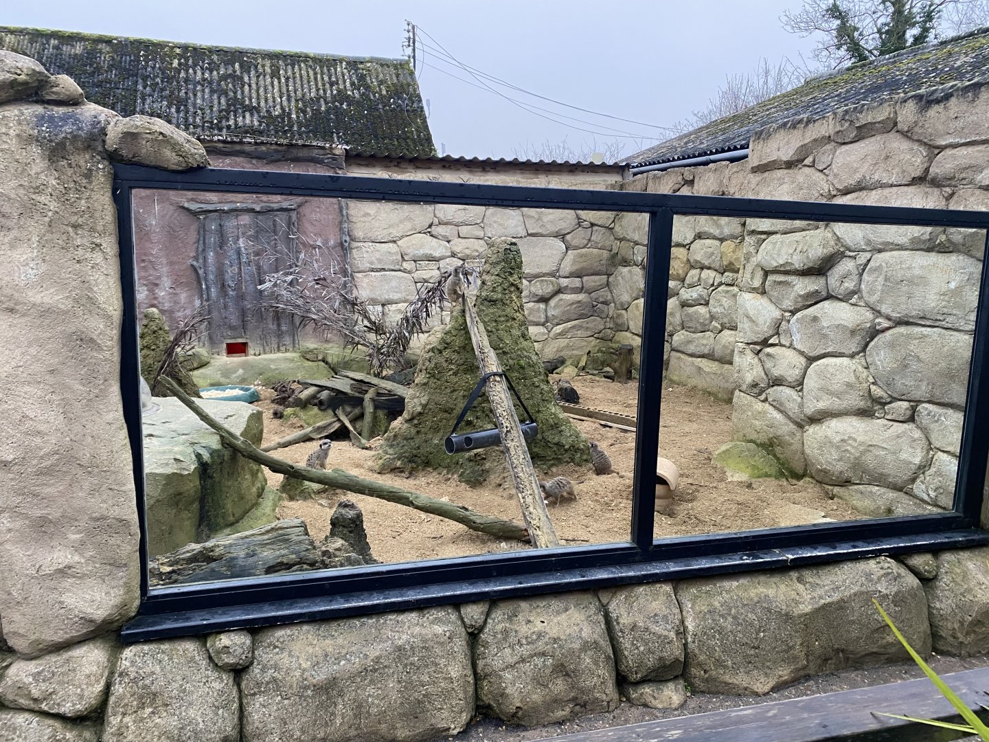 Meerkat exhibit 040124