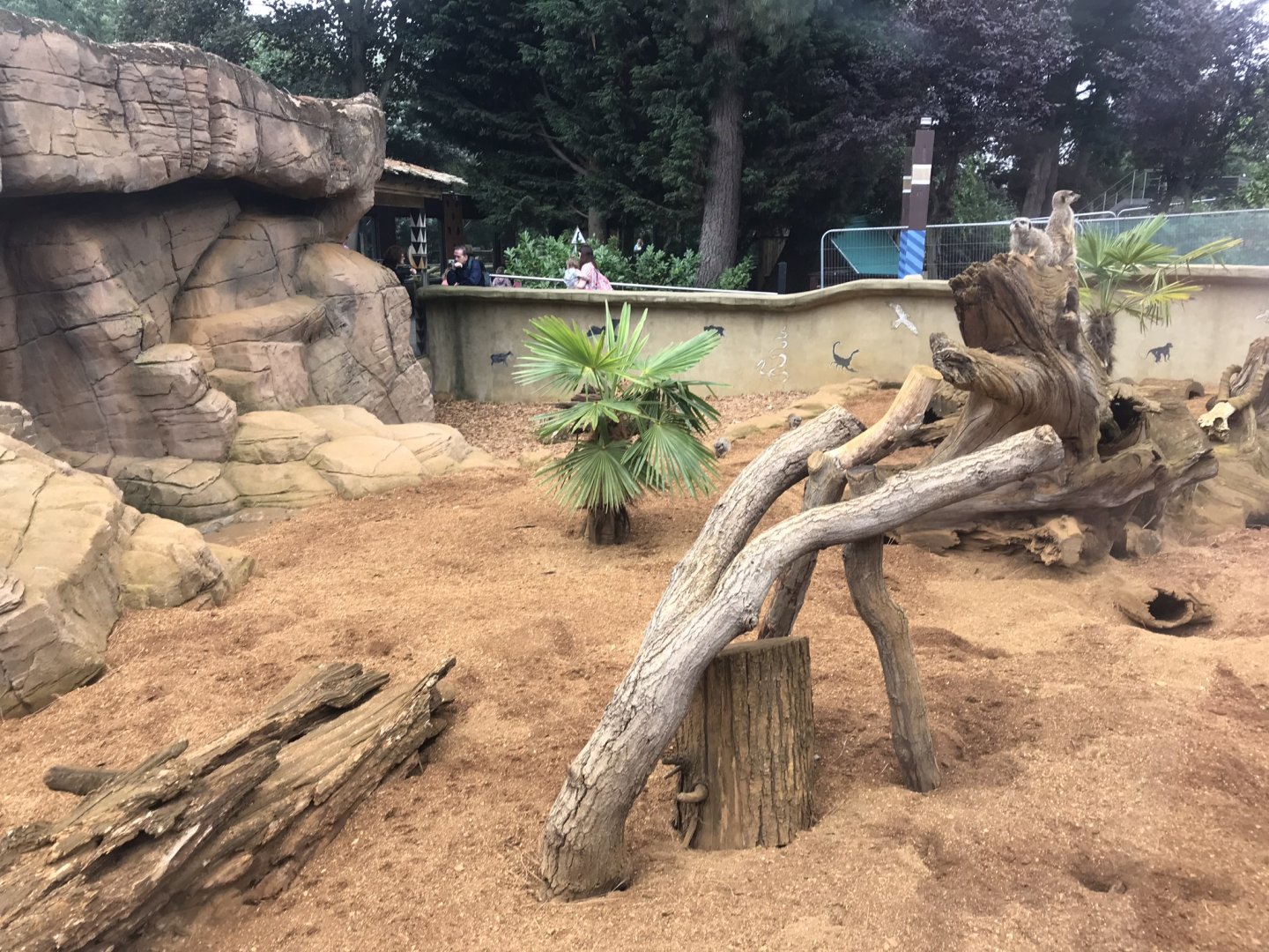 Meerkat exhibit 050819