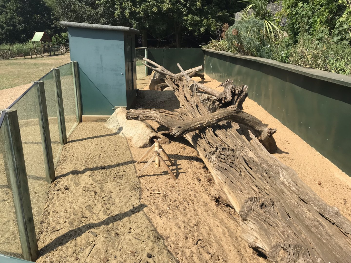 Meerkat exhibit 070818