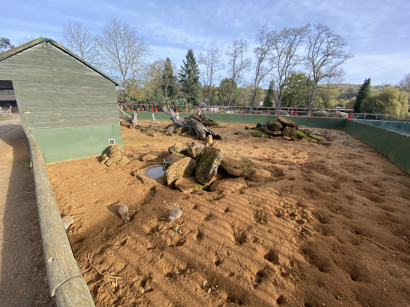 Meerkat exhibit 071121