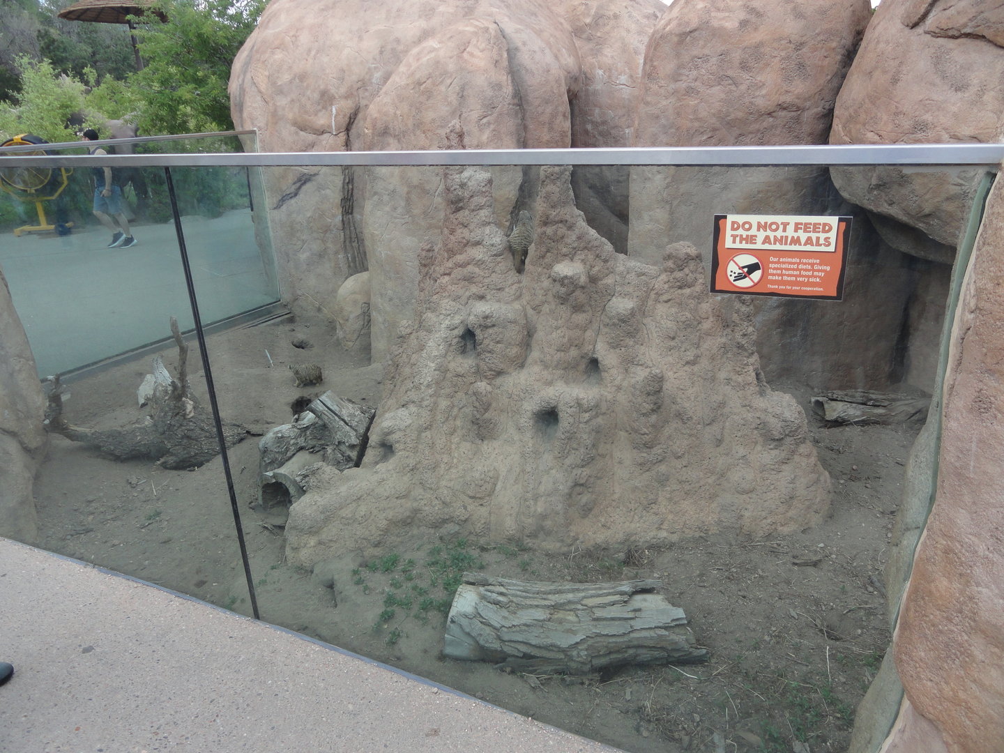 Meerkat Exhibit 1