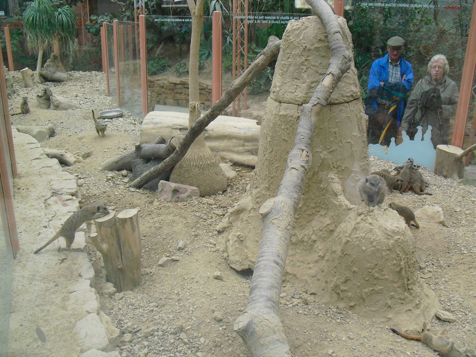 Meerkat Exhibit - 12/10/2011