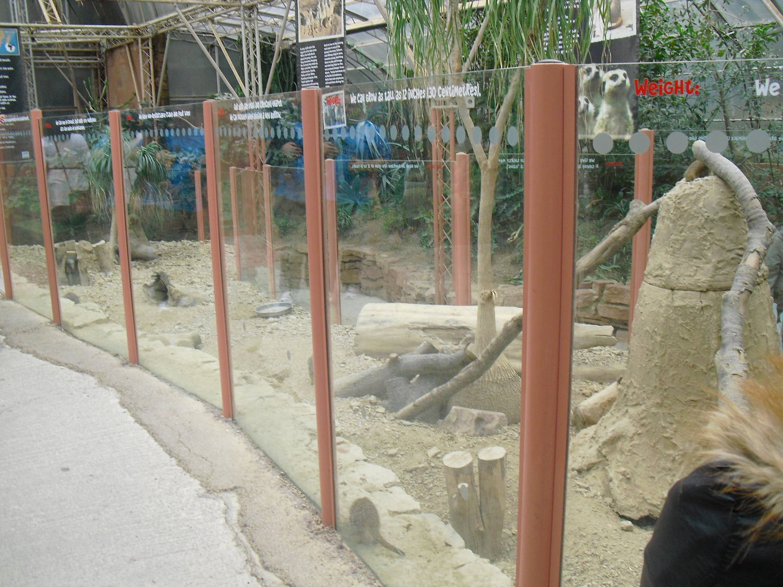 Meerkat Exhibit - 12/10/2011