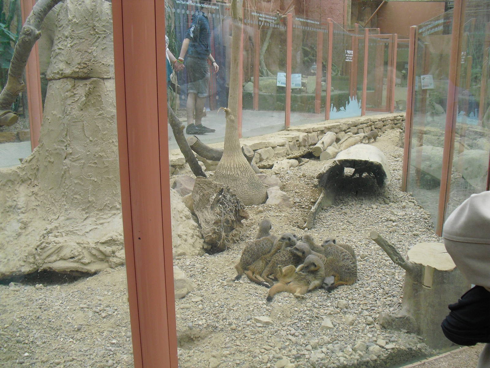 Meerkat Exhibit - 12/10/2011