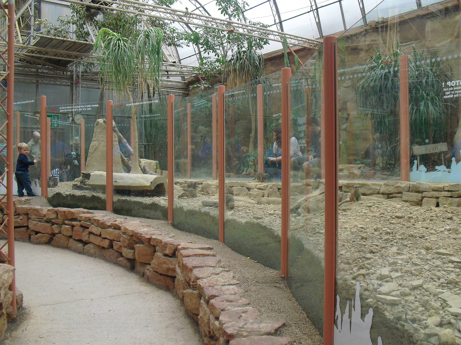 Meerkat Exhibit - 12/10/2011