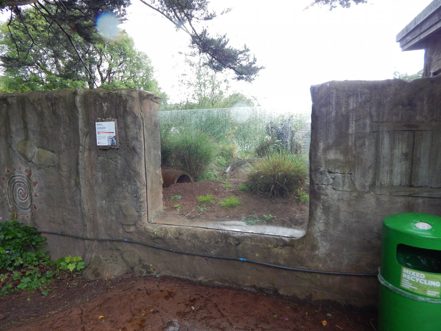 Meerkat exhibit 130624