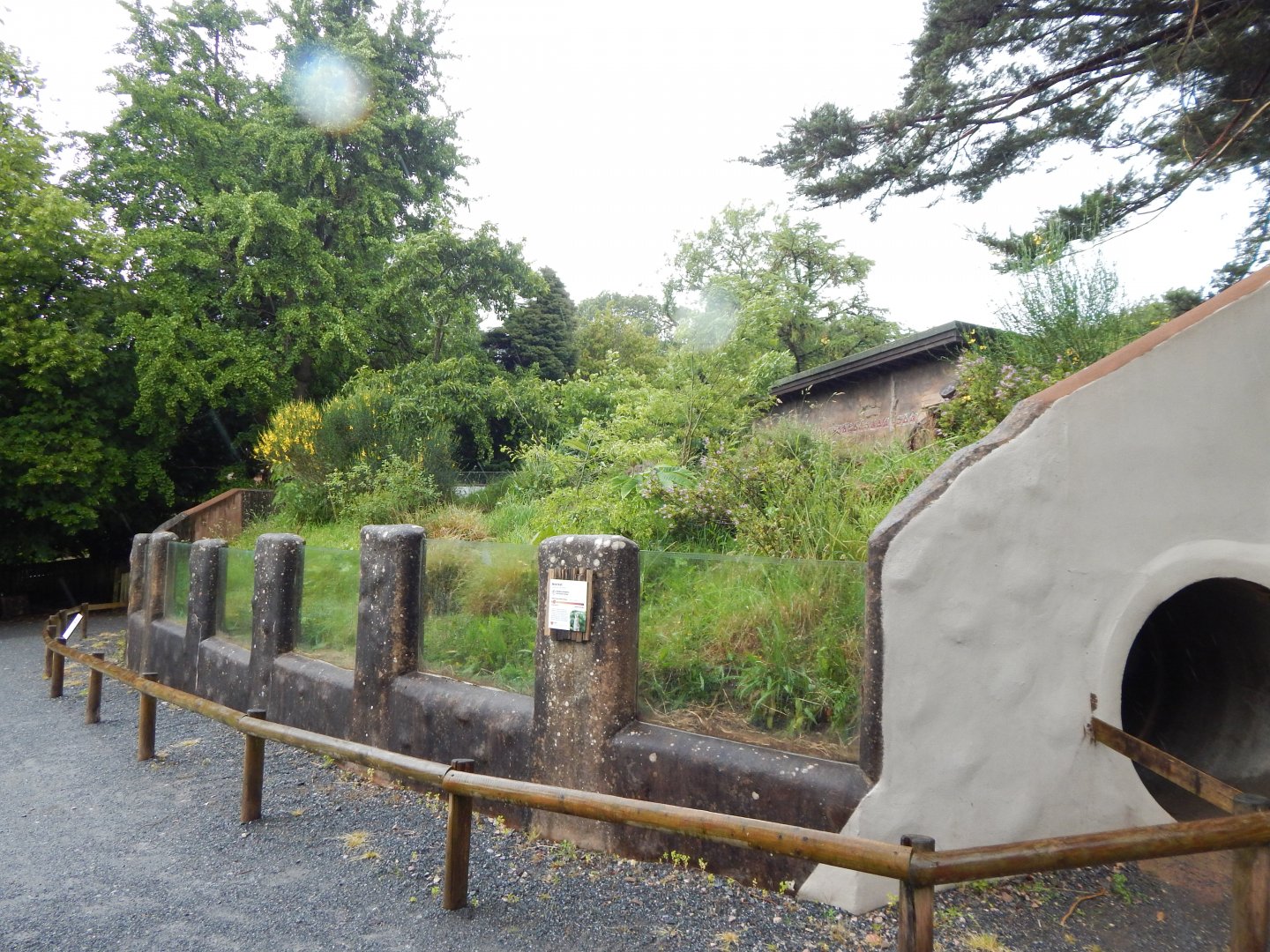 Meerkat exhibit 130624