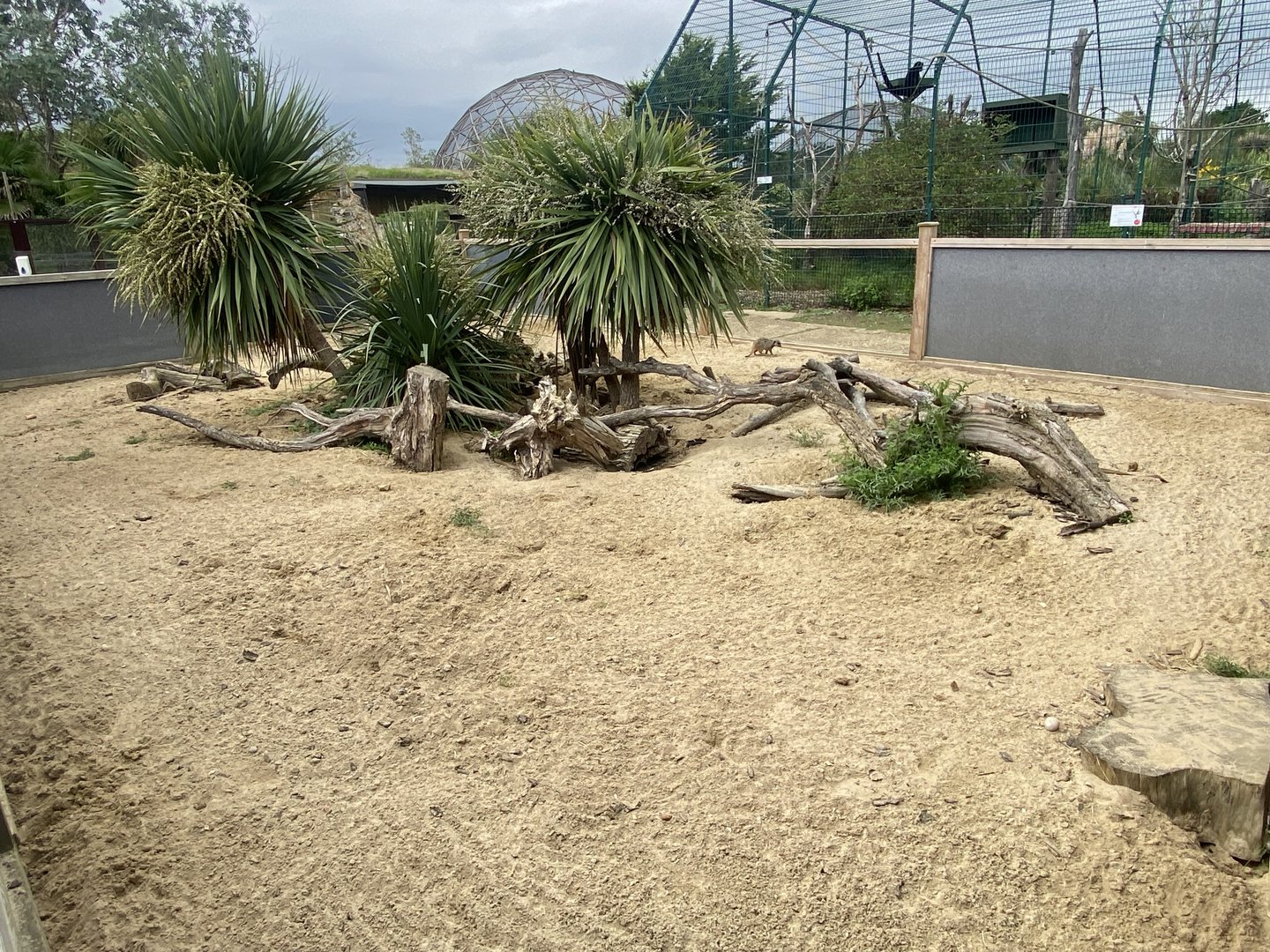 Meerkat exhibit 130923