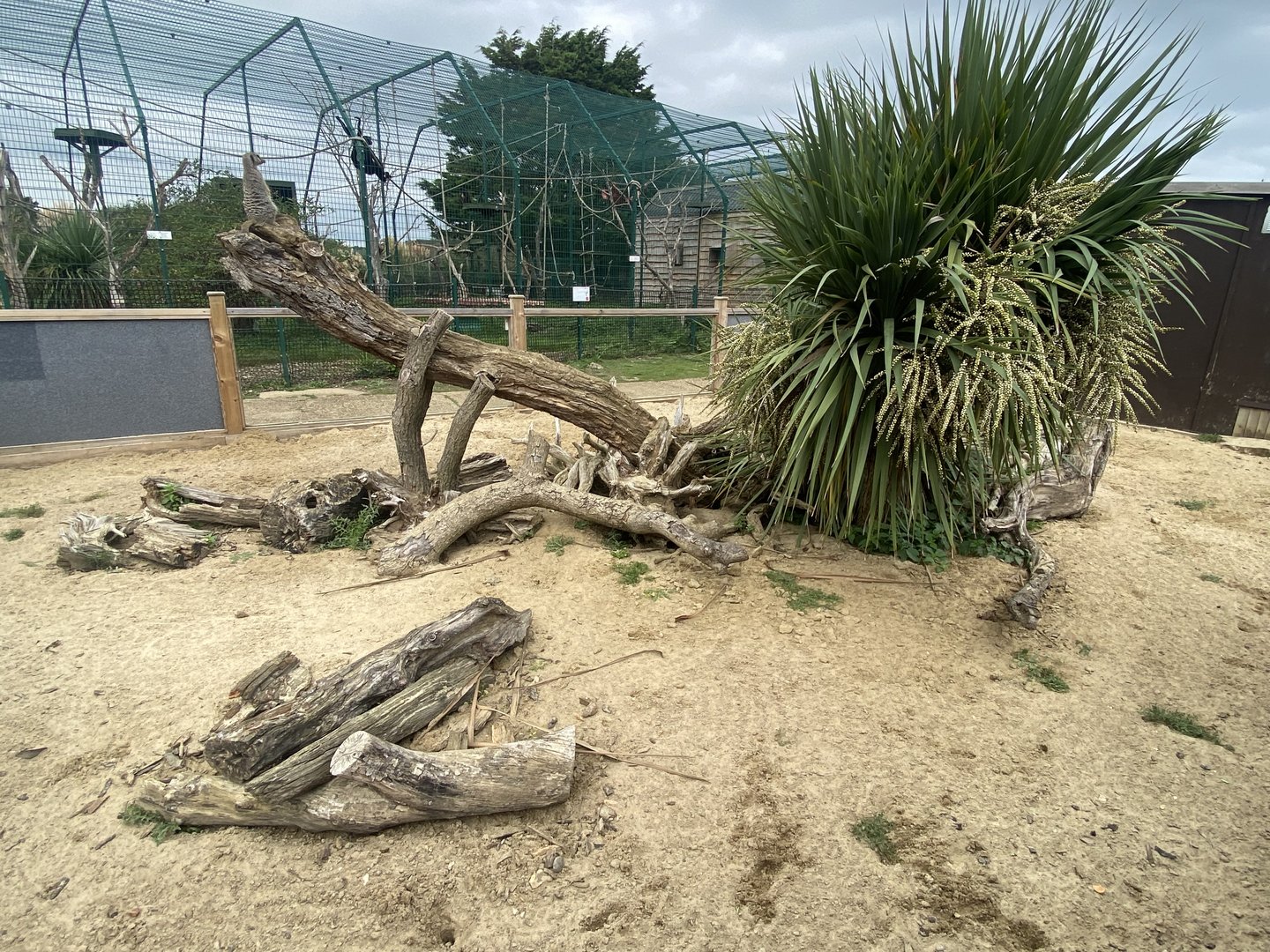 Meerkat exhibit 130923