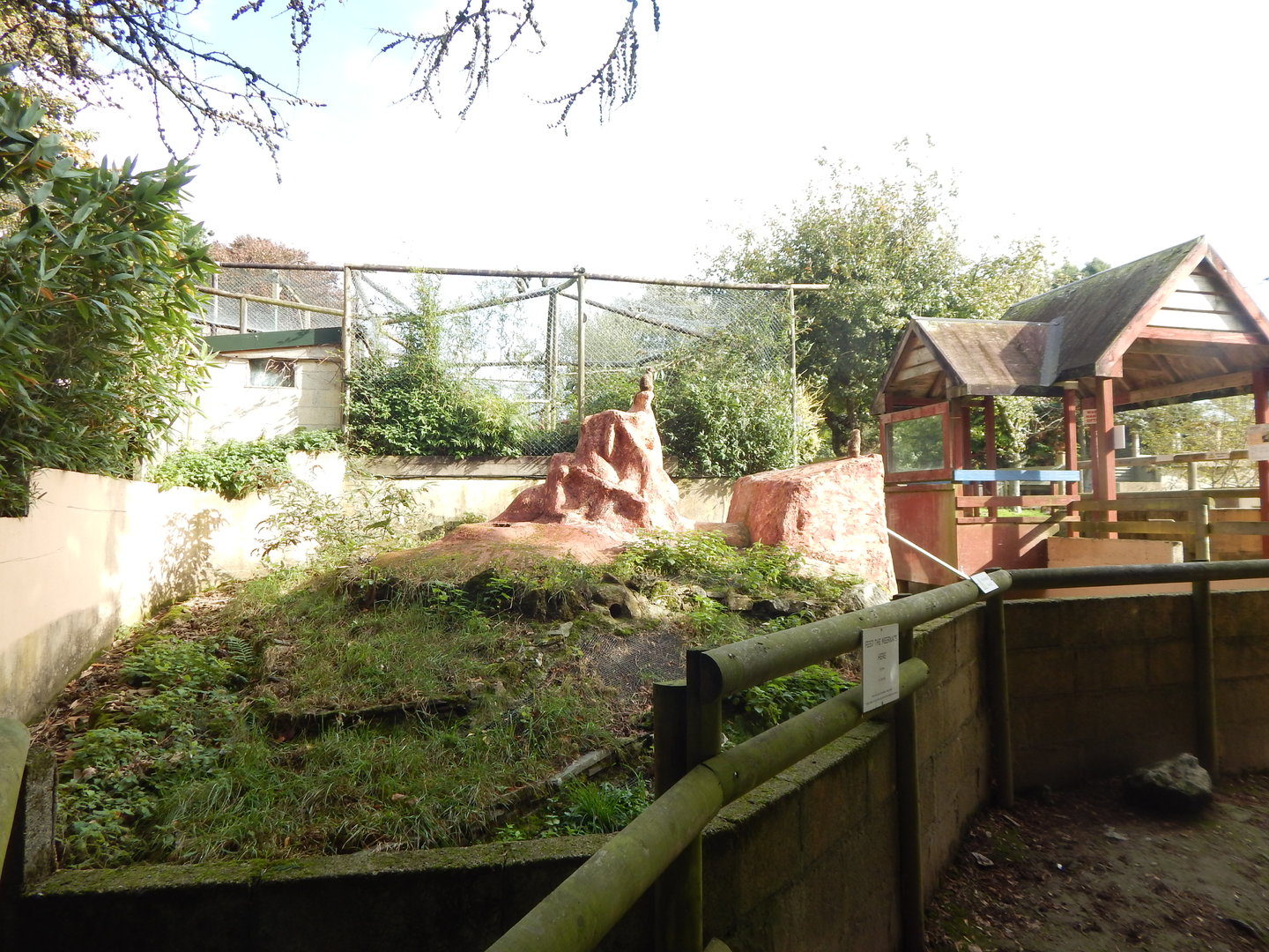 Meerkat exhibit 151022