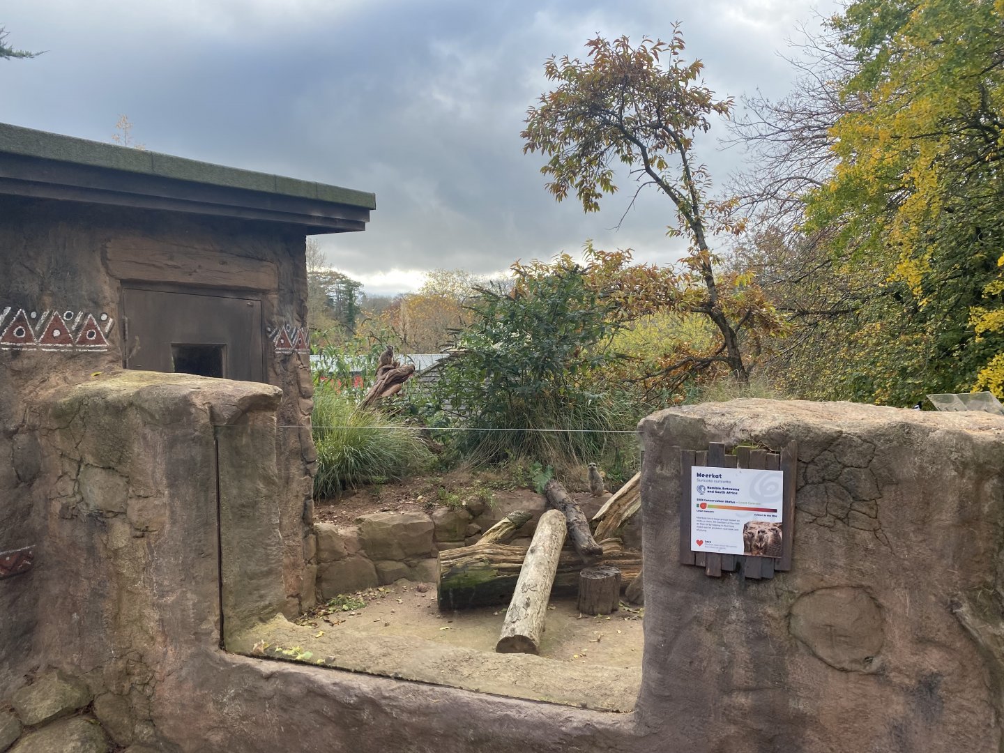Meerkat exhibit 201121