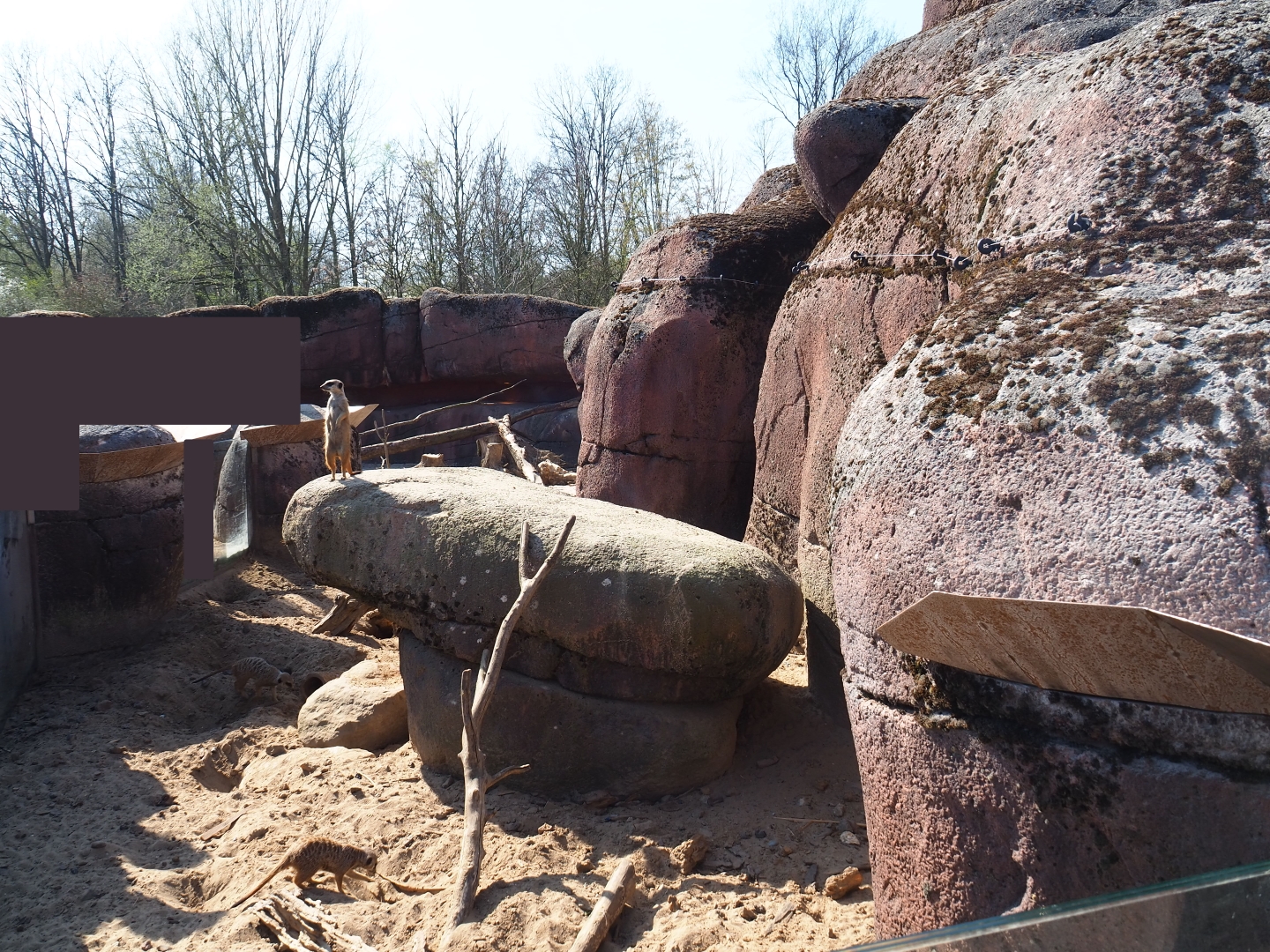 Meerkat exhibit, 2019-03-30