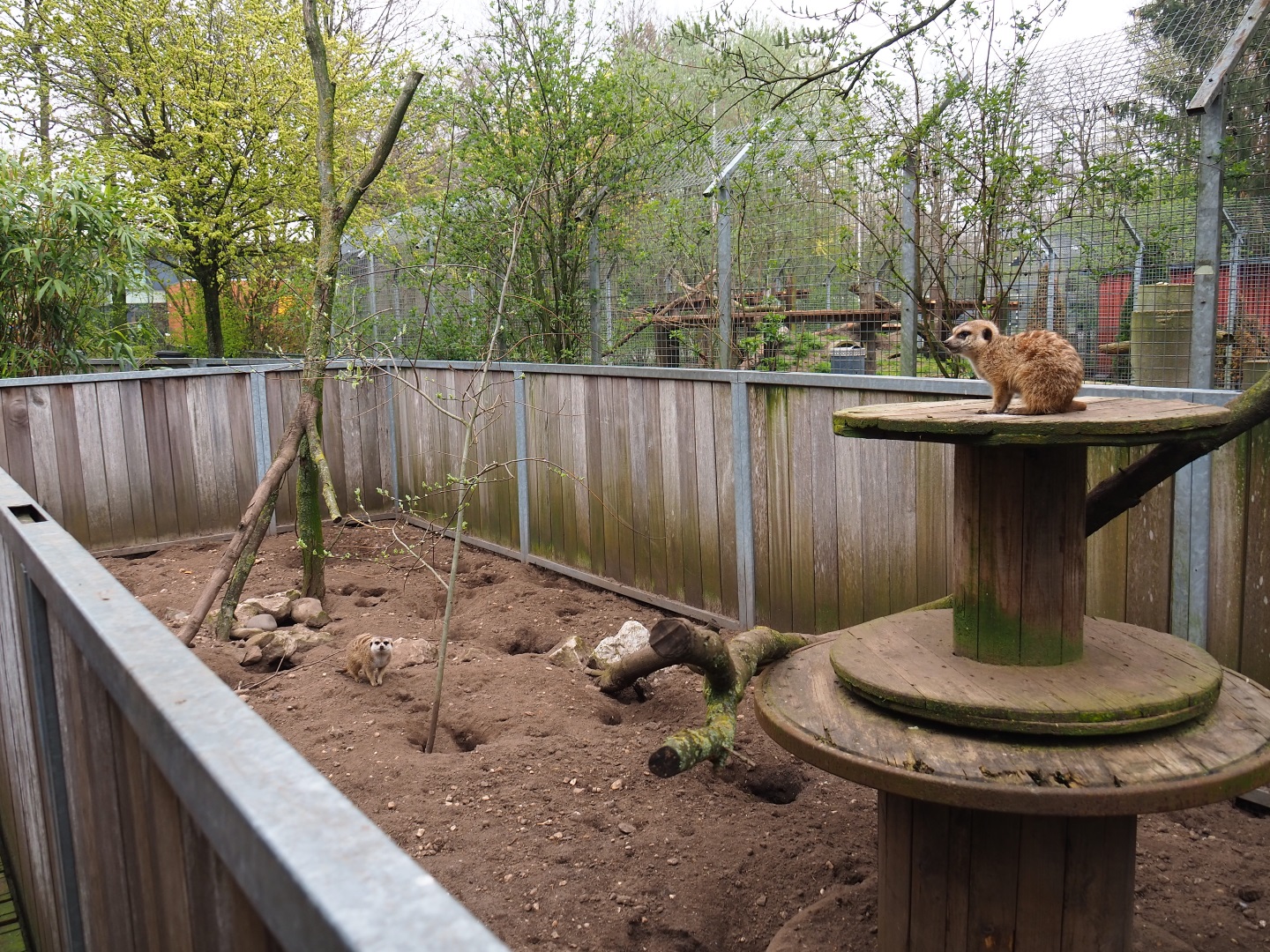 Meerkat exhibit, 2019-04-06