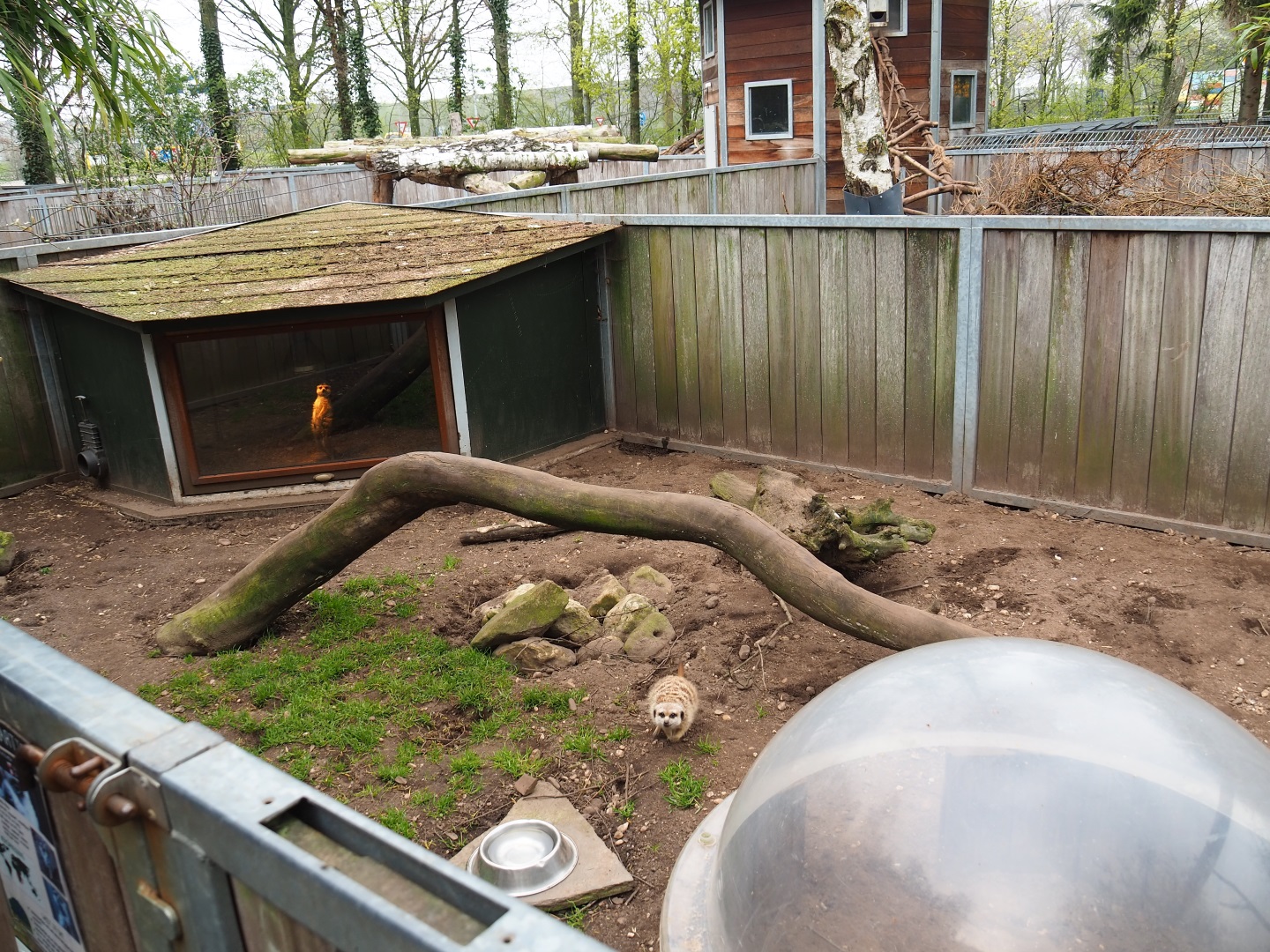 Meerkat exhibit, 2019-04-06
