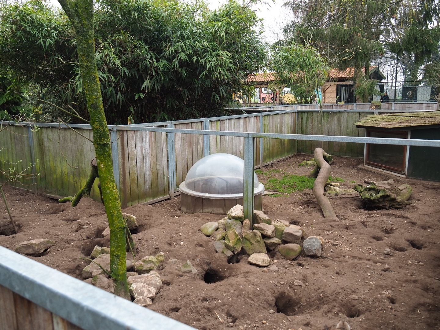 Meerkat exhibit, 2019-04-06