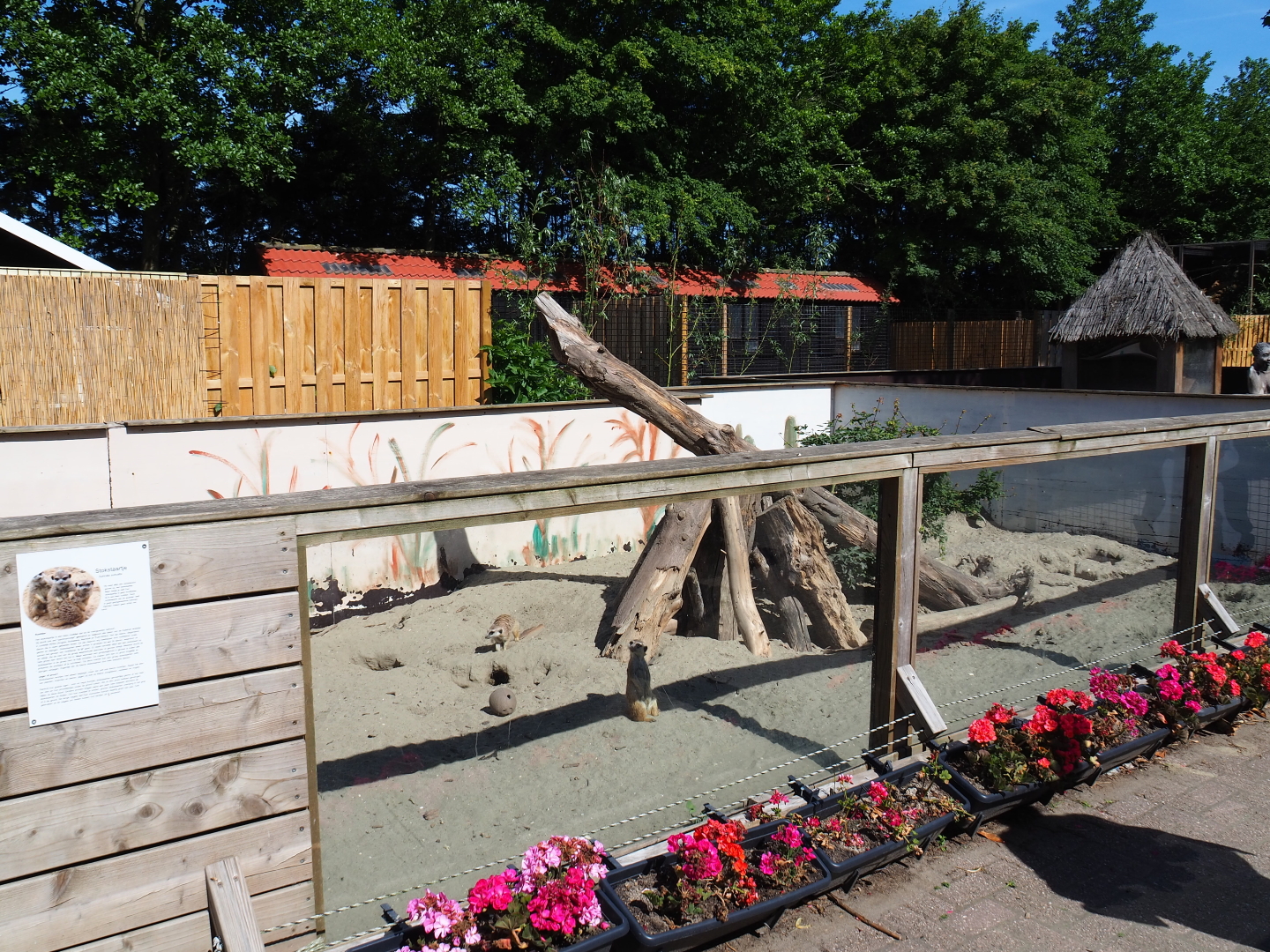 Meerkat exhibit, 2019-06-01