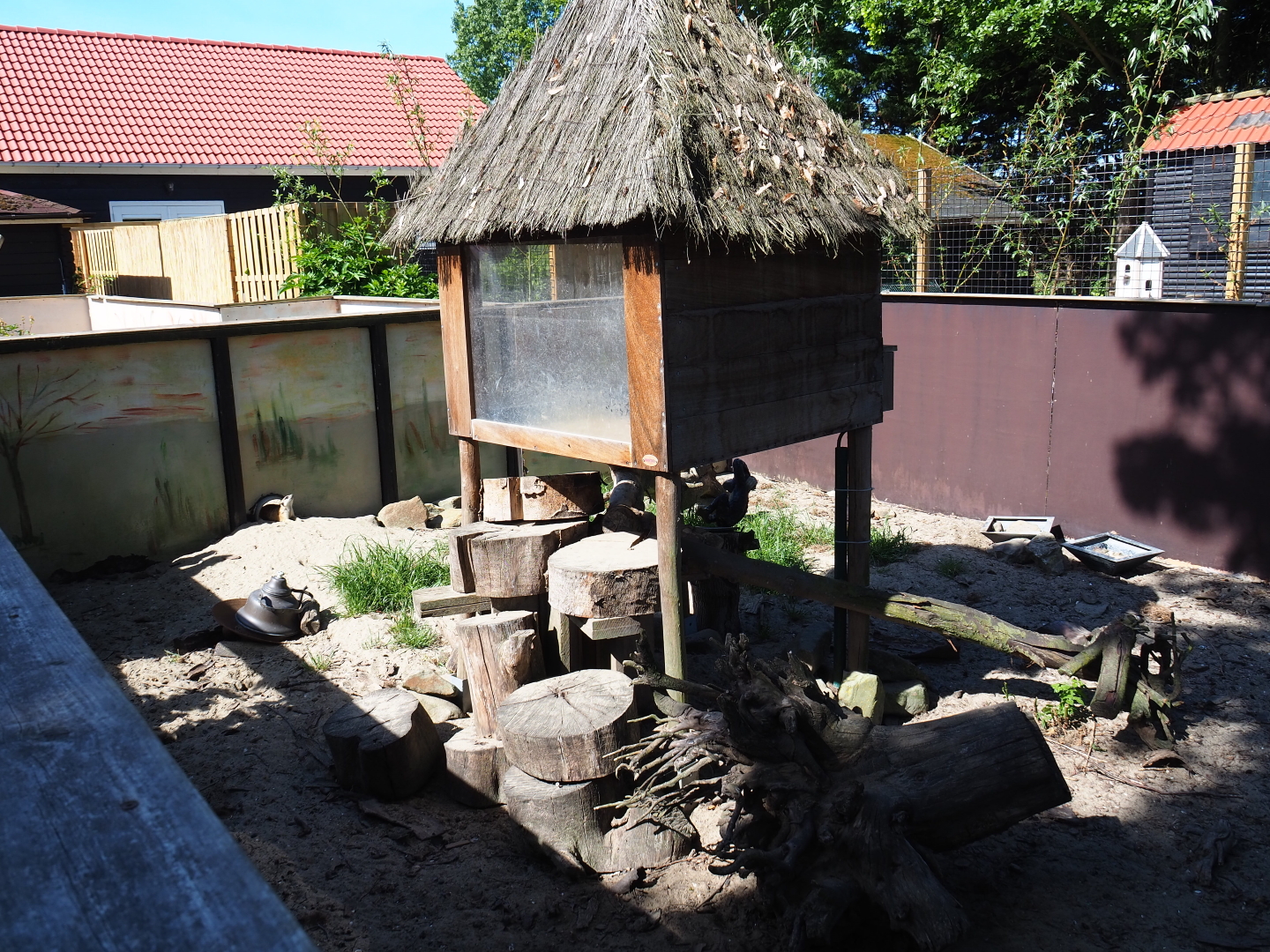 Meerkat exhibit, 2019-06-01