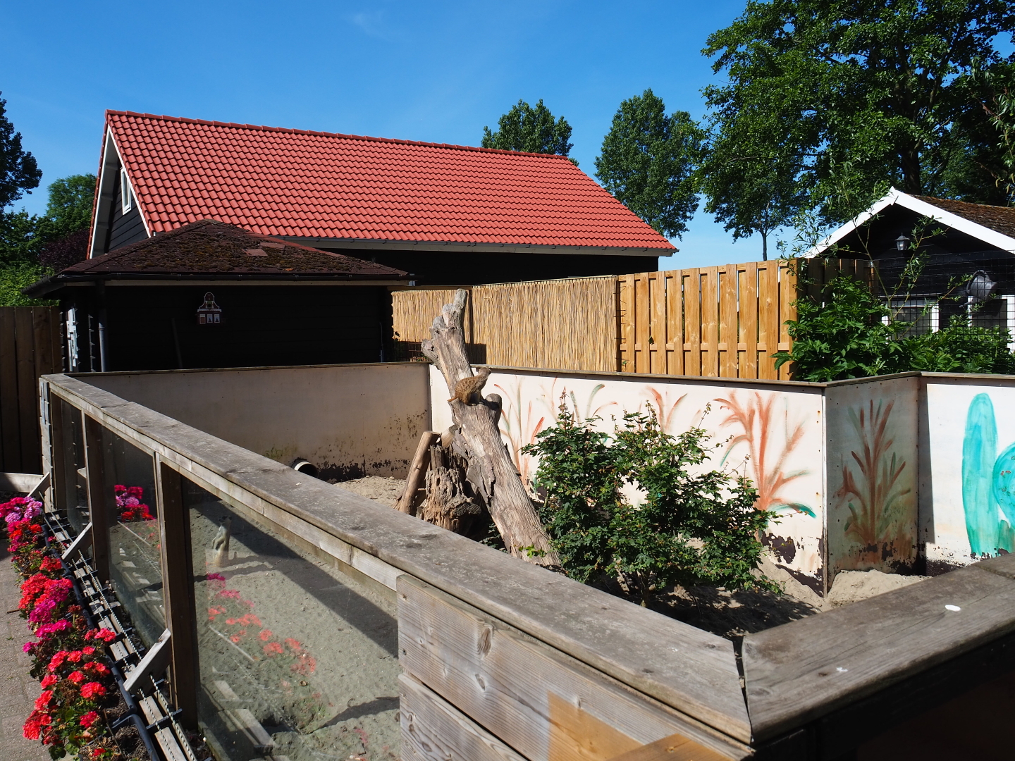 Meerkat exhibit, 2019-06-01