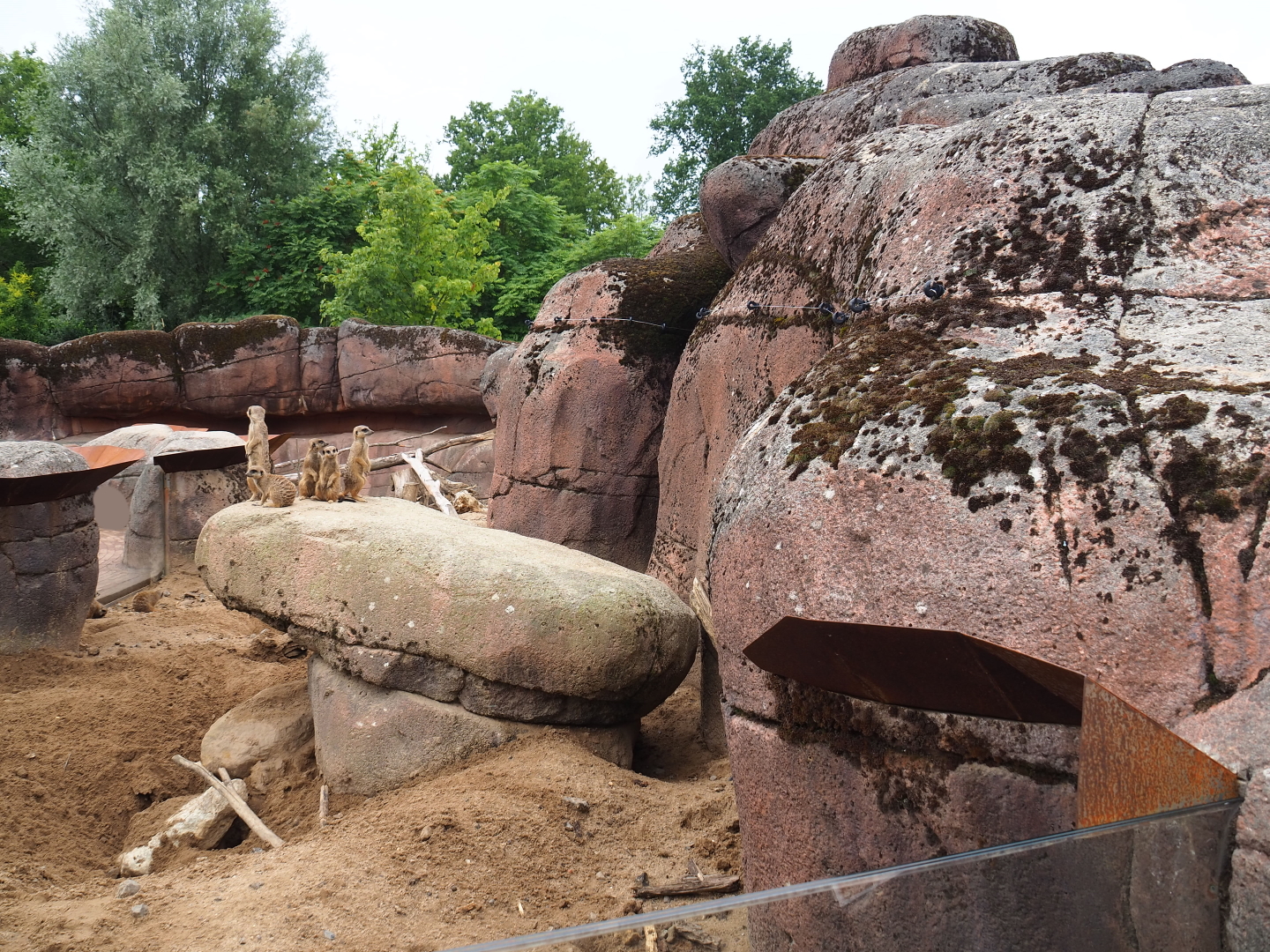 Meerkat exhibit, 2019-07-21