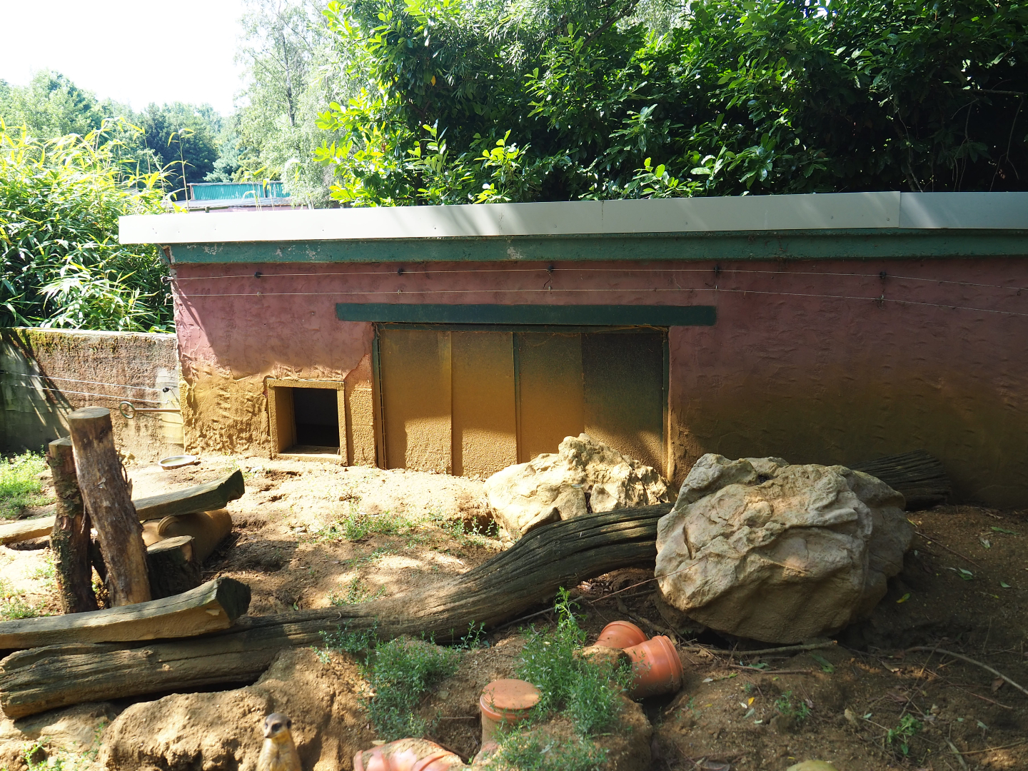 Meerkat exhibit, 2019-08-04
