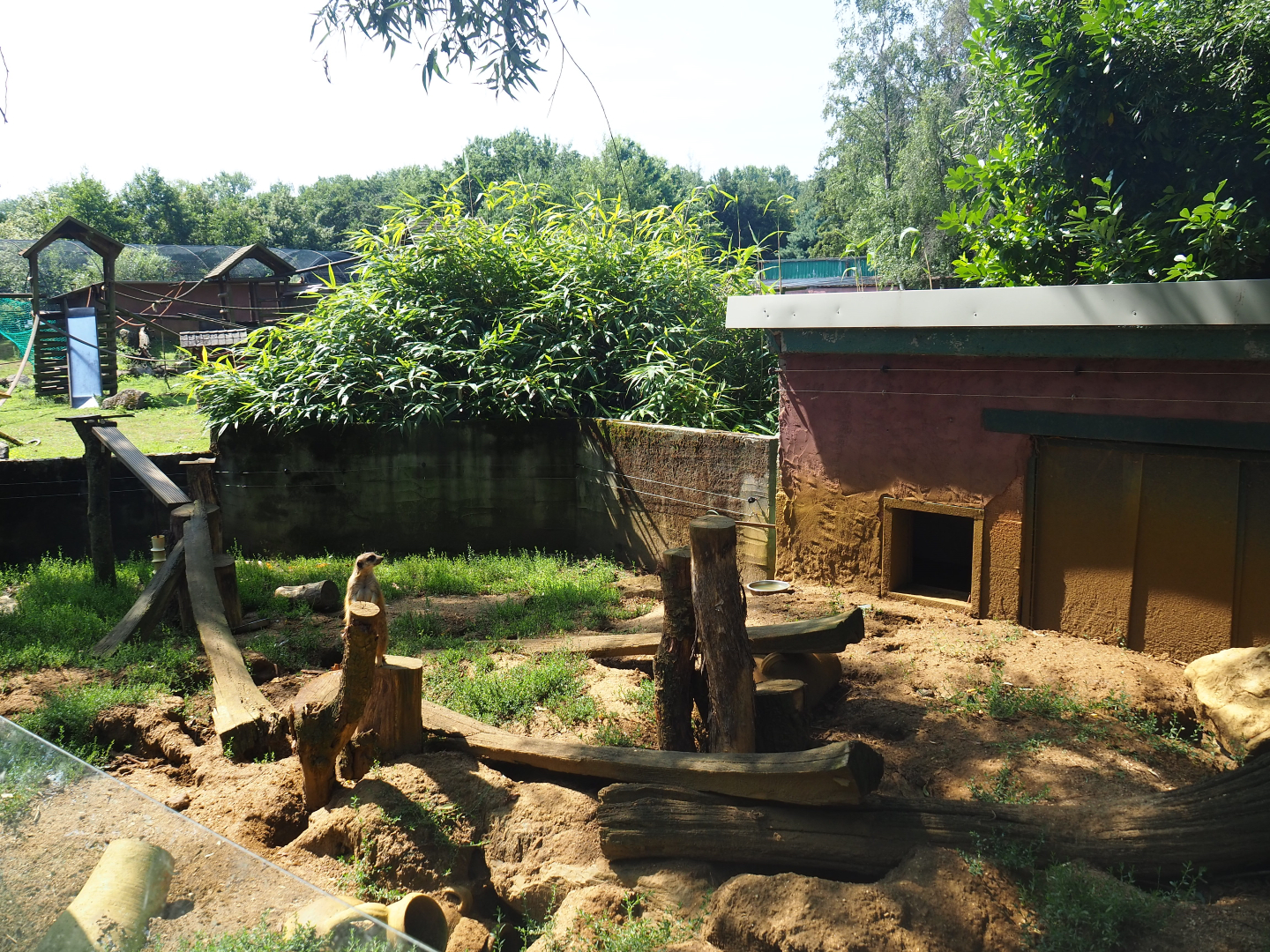 Meerkat exhibit, 2019-08-04