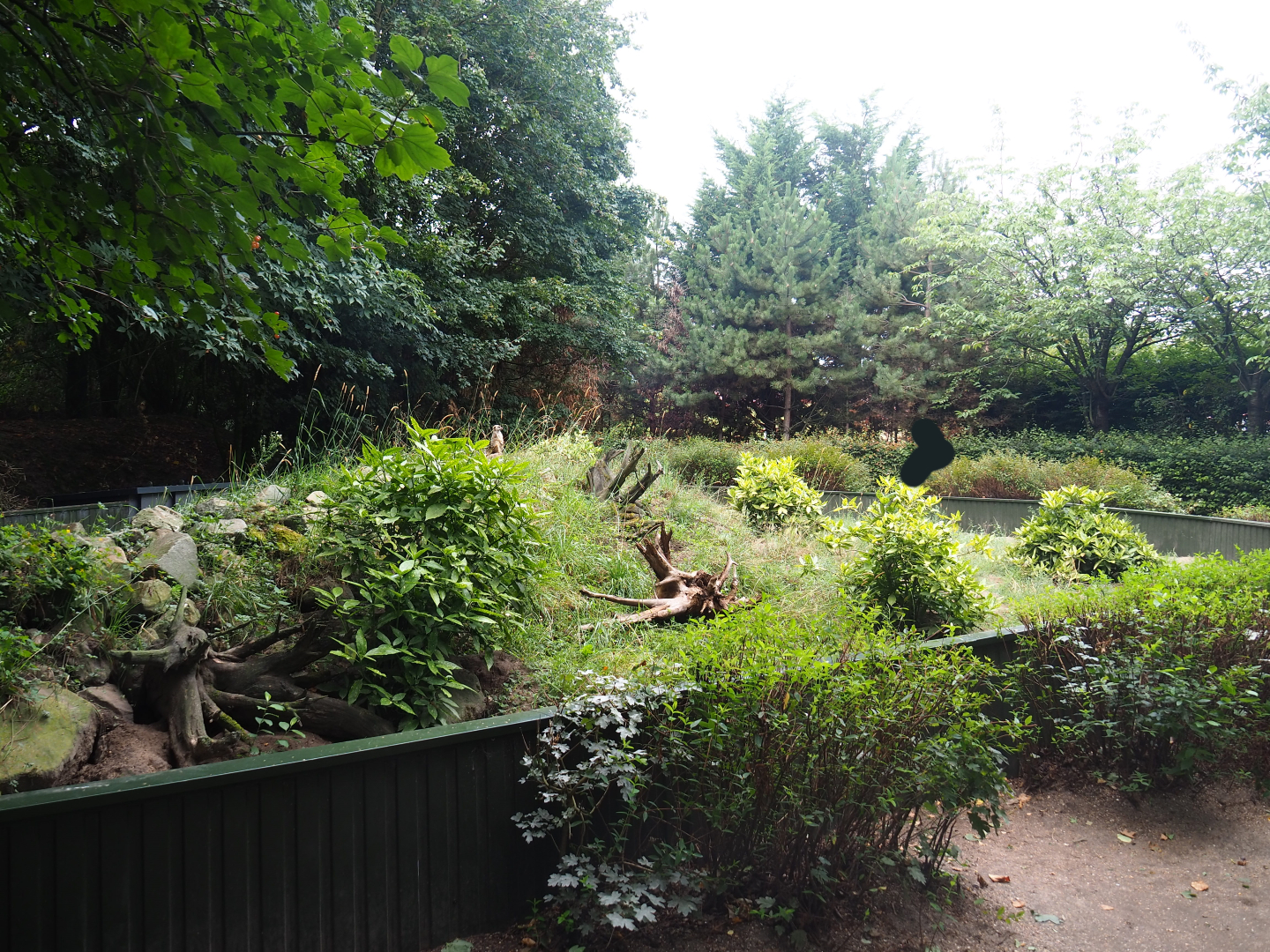 Meerkat exhibit, 2019-08-11