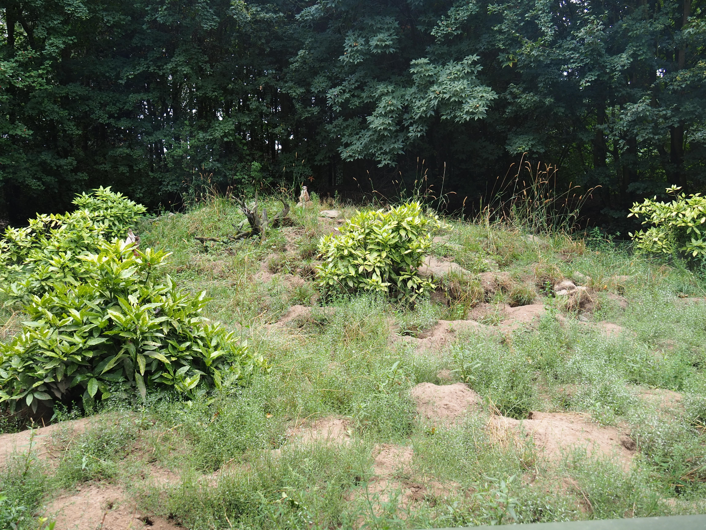 Meerkat exhibit, 2019-08-11