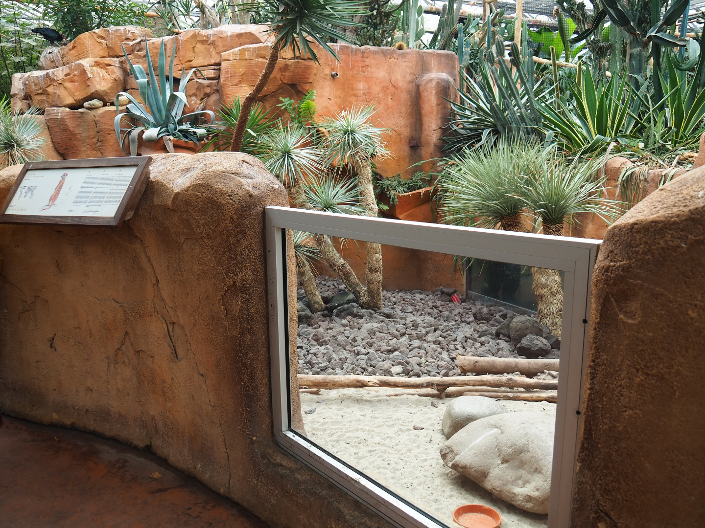 Meerkat exhibit, 2019-10-05