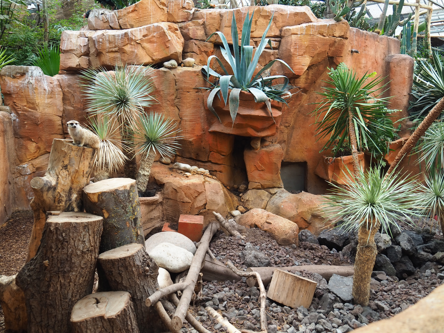 Meerkat exhibit, 2019-10-05