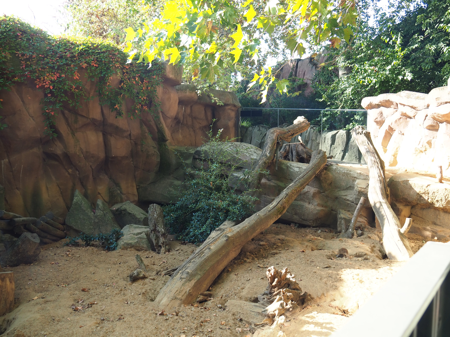 Meerkat exhibit, 2020-09-20