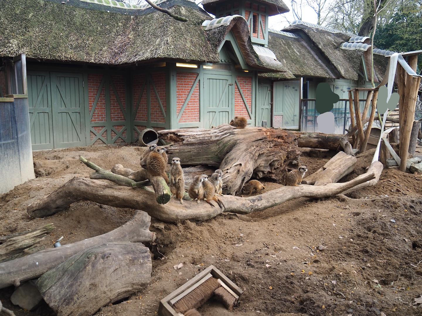 Meerkat exhibit, 2023-04-08