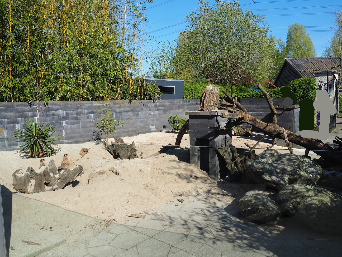 Meerkat exhibit, 2023-04-30