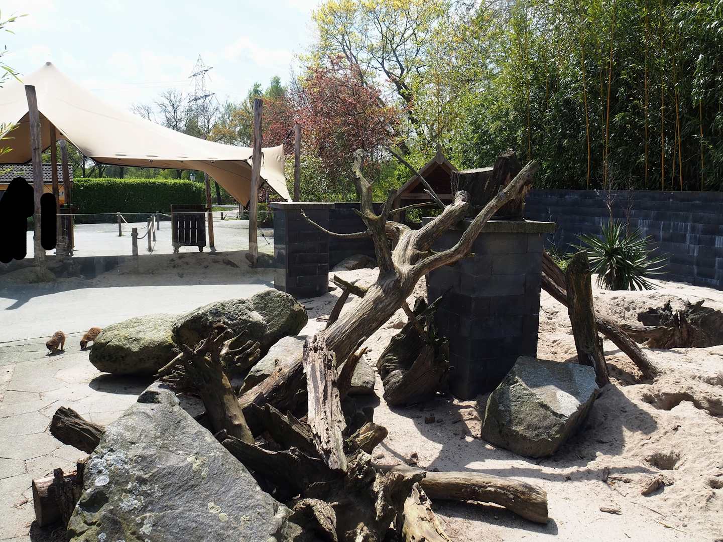 Meerkat exhibit, 2023-04-30