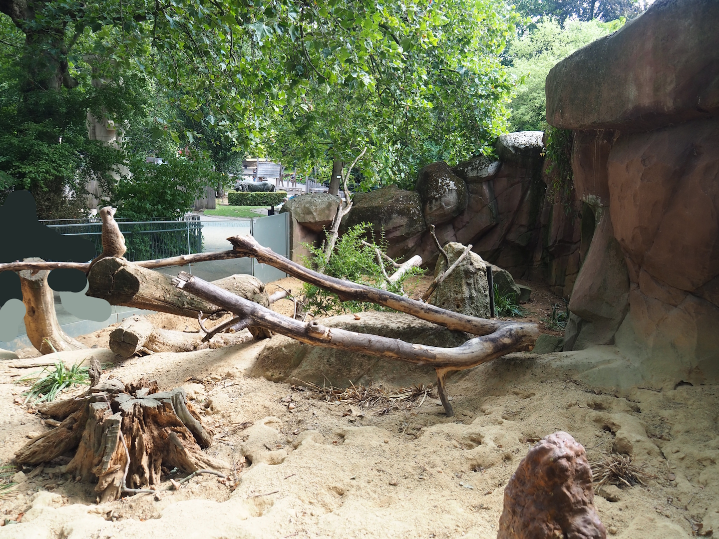 Meerkat exhibit, 2023-07-22