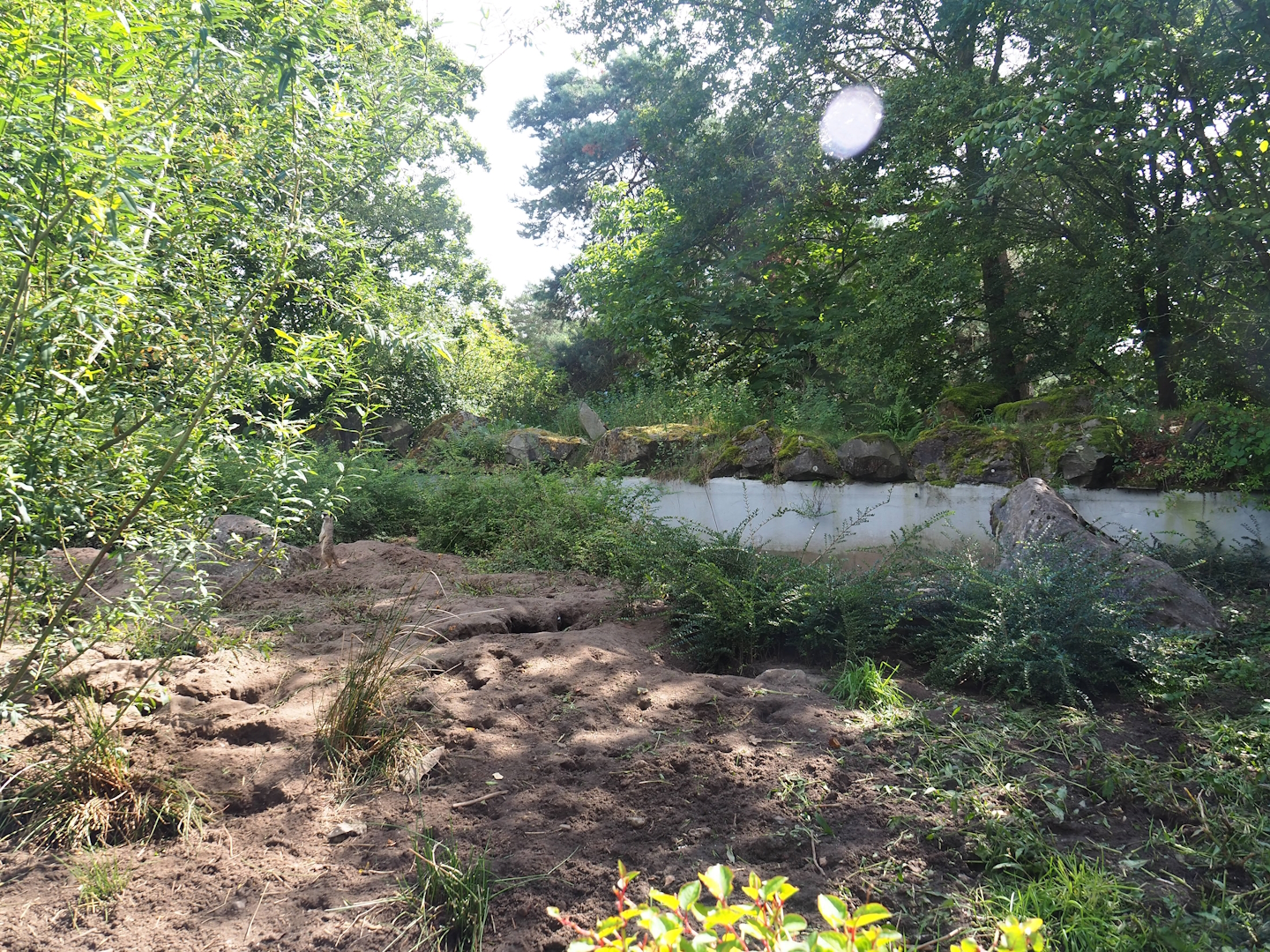 Meerkat exhibit, 2023-08-15