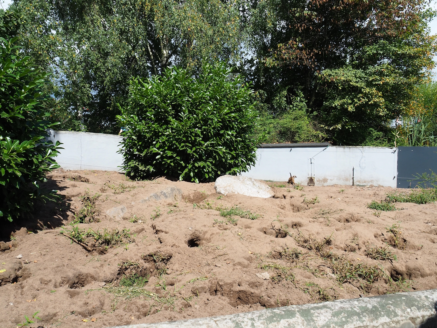 Meerkat exhibit, 2023-08-15