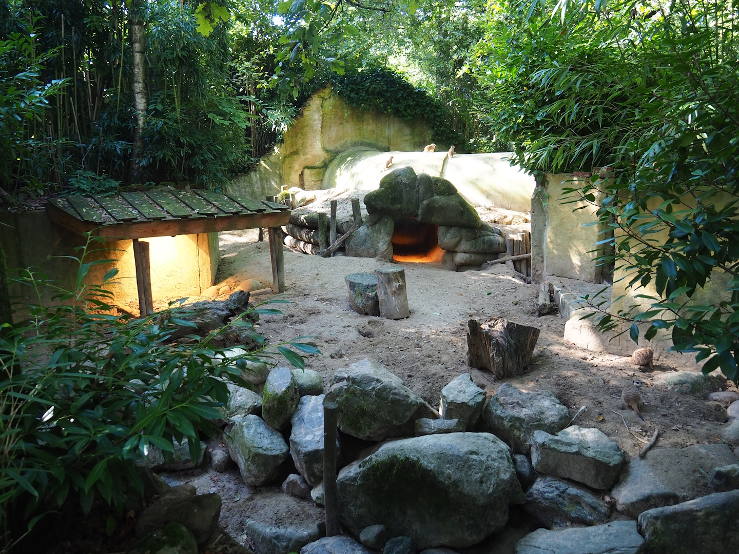 Meerkat exhibit, 2023-09-24