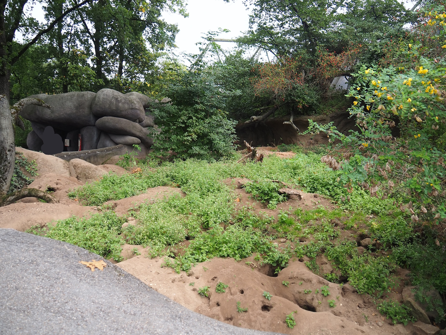 Meerkat exhibit, 2023-10-07