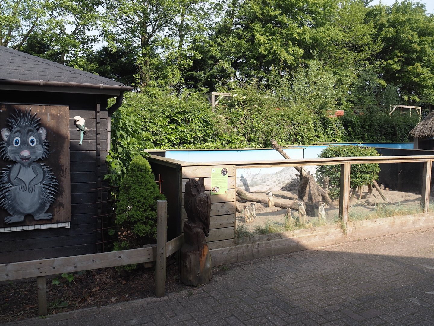 Meerkat exhibit, 2024-05-11