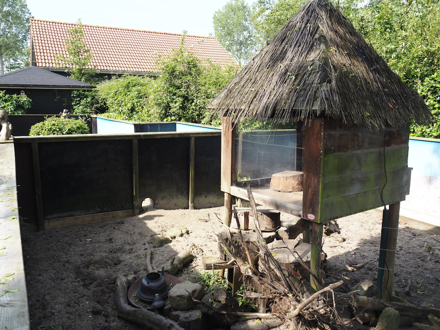 Meerkat exhibit, 2024-05-11