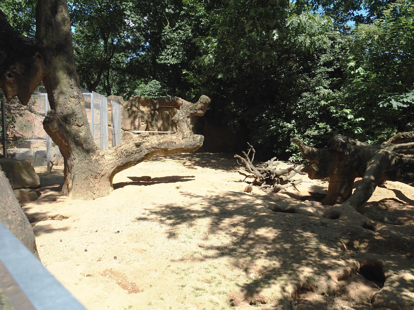 Meerkat exhibit, 2024-06-08