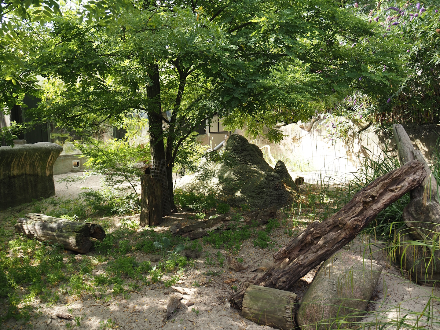 Meerkat exhibit, 2024-06-30
