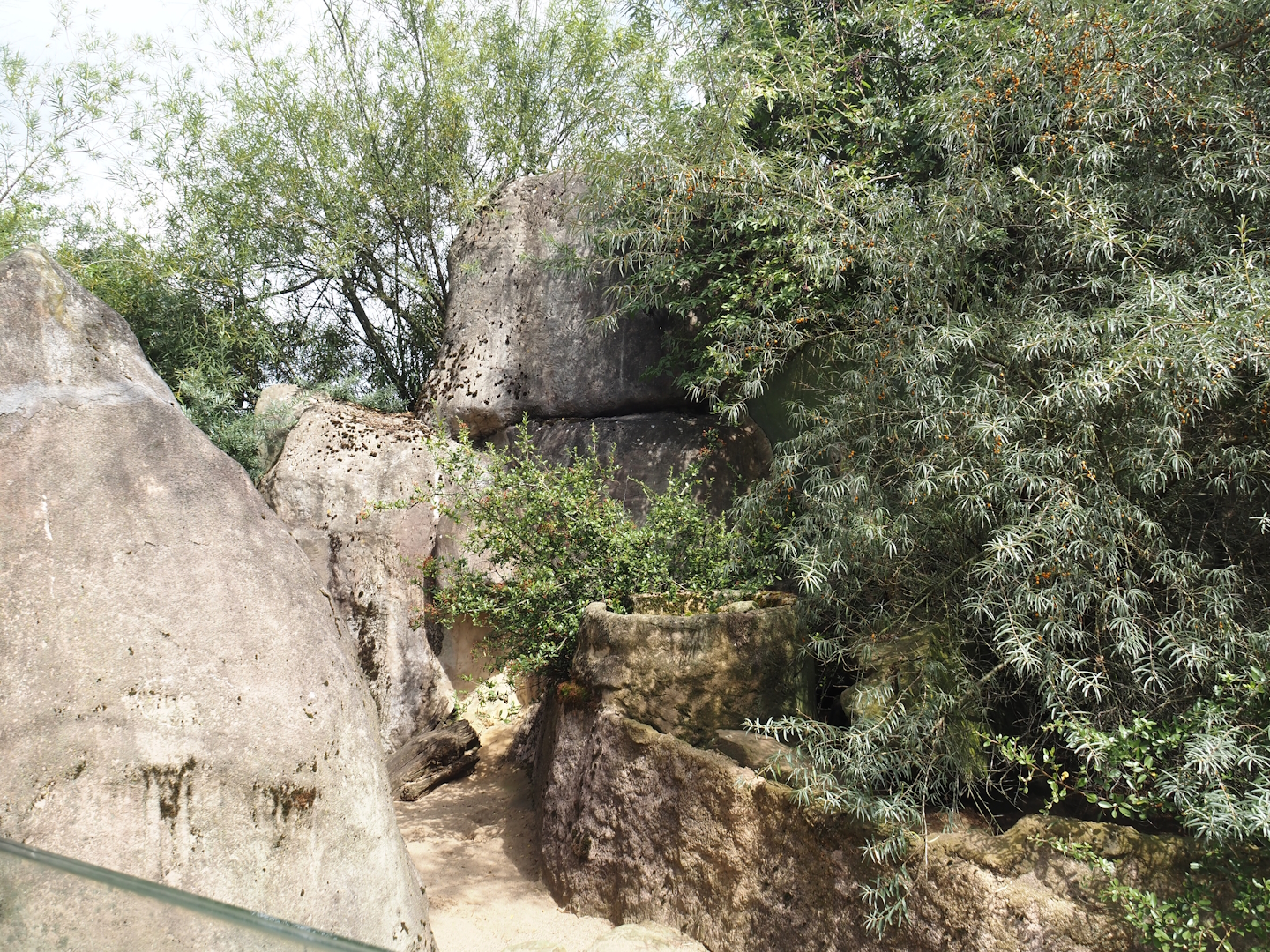 Meerkat exhibit, 2024-08-05