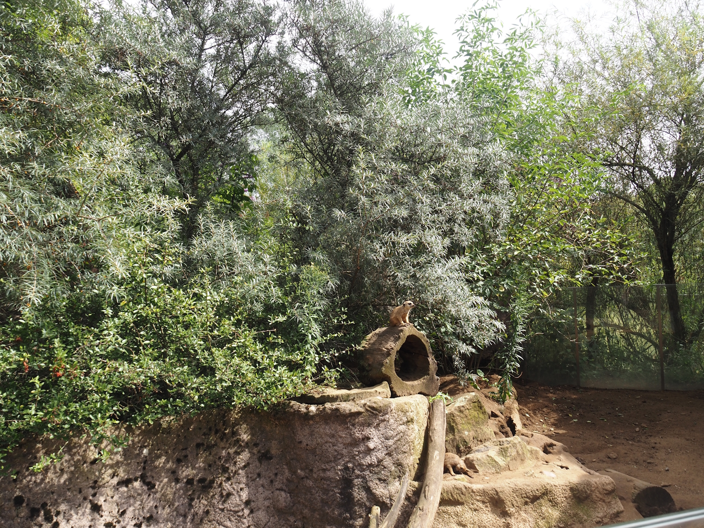 Meerkat exhibit, 2024-08-05