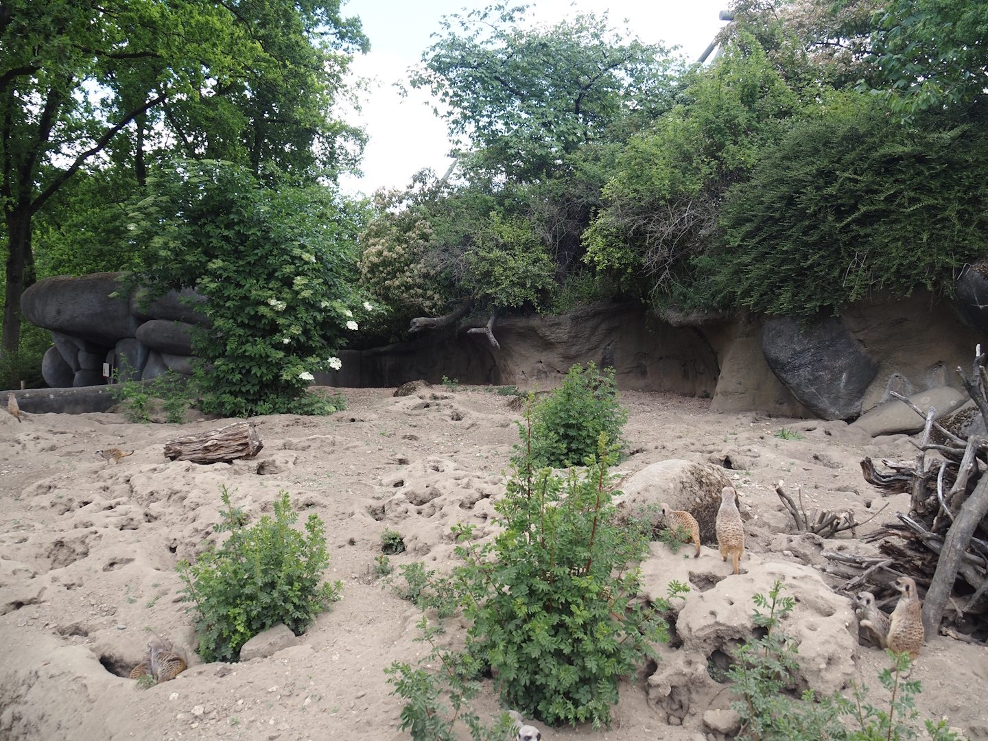 Meerkat exhibit, 2025-05-17